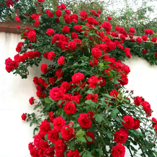 Climbing Vine Rose Flower Seeds