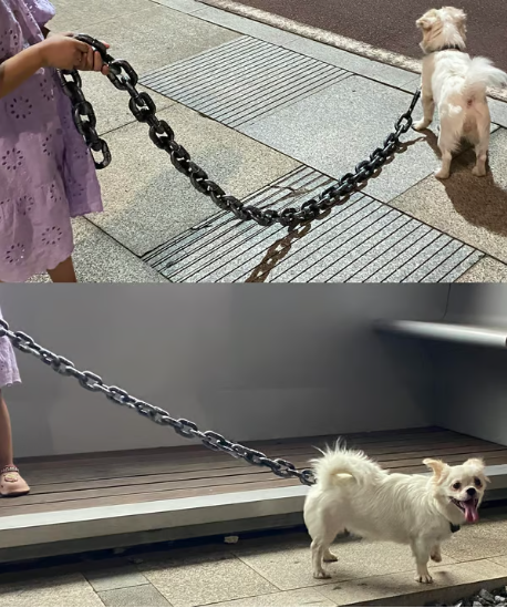 The Chain Paws - 2024 Funniest Pet Chain