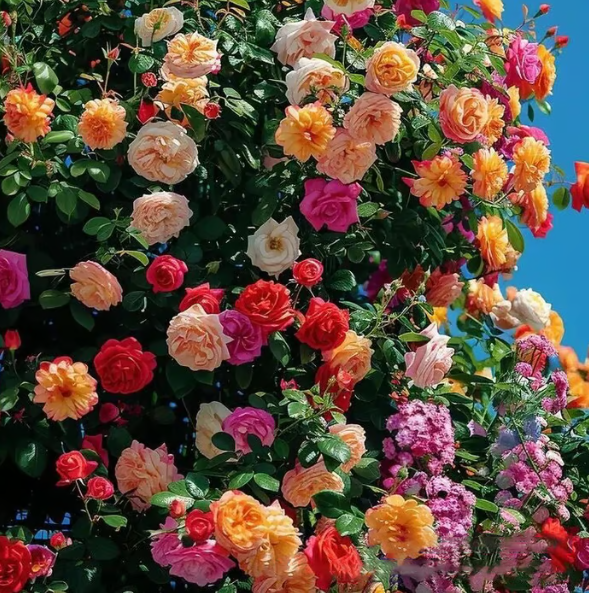 Climbing Vine Rose Flower Seeds
