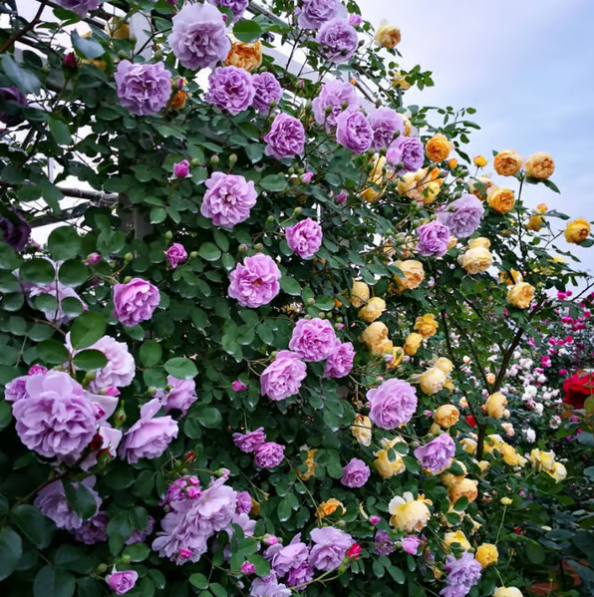 Climbing Vine Rose Flower Seeds