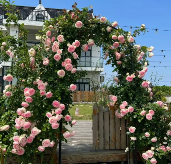 Climbing Vine Rose Flower Seeds