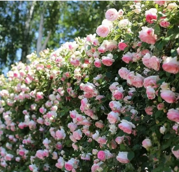 Climbing Vine Rose Flower Seeds