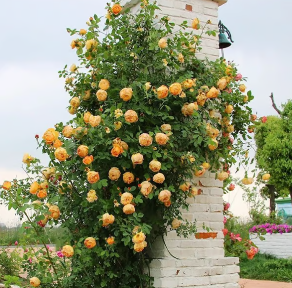 Climbing Vine Rose Flower Seeds