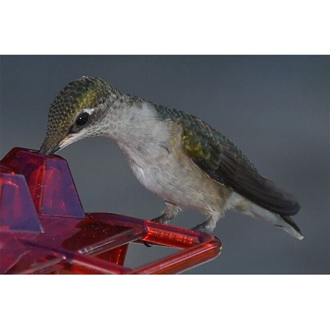 Mary s Hummingbird Feeder With Perch And Built in Ant Moat